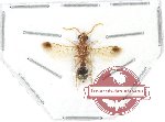Mutilidae sp. 13A (A-)