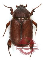 Podalgus cuniculus arabicus