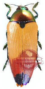 Metaxymorpha apicalis (A2)