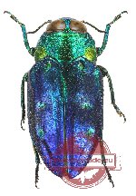Chrysobothris cyanipennis