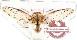 Cicadidae sp. 21 (SPREAD) (A-)