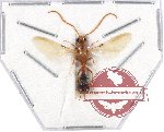 Mutilidae sp. 10