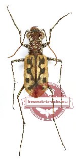 Lophyra (Lophyra) histrio