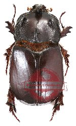 Dipelicus fastigatoides Prokofiev, 2012