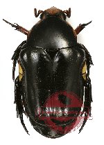 Campsiura javanica