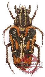Euselates conspersa