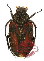 Taeniodera haematica (A2)