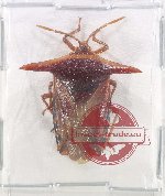 Pentatomidae sp. 63 (A2)