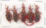 Scientific lot no. 1338 Heteroptera (Reduviidae) (5 pcs)