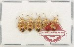 Scientific lot no. 1305 Heteroptera (5 pcs)