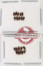 Scientific lot no. 174 Dytiscidae (20 pcs)