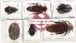 Scientific lot no. 110 Blattodea (6 pcs - 3 pcs A2)