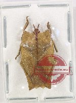 Pentatomidae sp. 65 (A2)