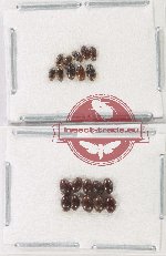 Scientific lot no. 177 Dytiscidae (20pcs )
