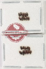 Scientific lot no. 182 Dytiscidae (20 pcs)