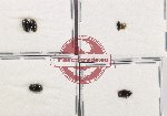 Hydrophilidae Scientific lot no. 293 (7 pcs)