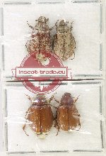 Scientific lot no. 201 Melolonthinae (4 pcs)