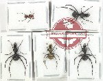 Scientific lot no. 36 Formicidae (5 pcs)