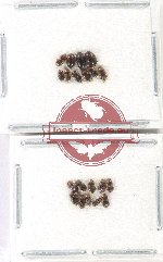 Scientific lot no. 181 Dytiscidae (20 pcs)