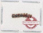 Scientific lot no. 183 Dytiscidae (10 pcs)