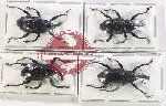 Scientific lot no. 853 Curculionidae (4 pcs)