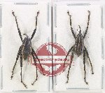 Scientific lot no. 856 Curculionidae (2 pcs)