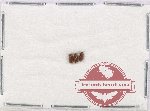 Scientific lot no. 175 Scolytidae (3 pcs)