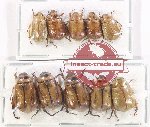 Scientific lot no. 374 Rutelinae (10 pcs)