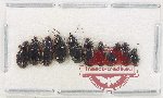 Scientific lot no. 820 Carabidae (10 pcs)