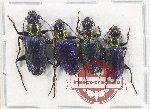Scientific lot no. 797 Carabidae (4 pcs A-/A2)