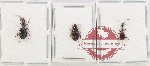 Scientific lot no. 831 Carabidae (3 pcs - 1 pc A2)