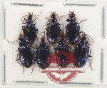 Scientific lot no. 827 Carabidae (7 pcs)