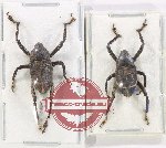 Scientific lot no. 855 Curculionidae (2 pcs)