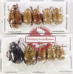 Scientific lot no. 375 Rutelinae (10 pcs A2)