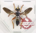 Asilidae sp. 5