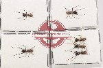 Scientific lot no. 35 Formicidae (6 pcs)
