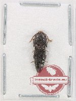 Scientific lot no. 208 Elateridae (Pachyderus sp.) (1 pc)
