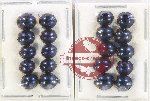 Scientific lot no. 123 Coccinelidae (20 pcs)
