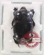Histeridae sp. 9