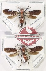 Scientific lot no. 537 Hymenoptera (Mutilidae) (2 pcs)