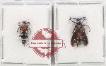 Scientific lot no. 536 Hymenoptera (Mutilidae) (2 pcs)
