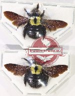 Scientific lot no. 540 Hymenoptera (Xylocopa sp.) (2 pcs)
