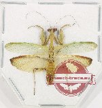 Mantidae sp. 42 (A-)