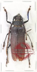 Osphryon sp. 4 (A2)