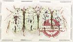 Scientific lot no. 205 Melolonthinae (4 pcs A-, A2)