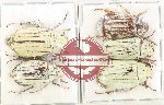 Scientific lot no. 206 Melolonthinae (5 pcs)