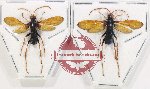 Scientific lot no. 541 Hymenoptera (2 pcs)