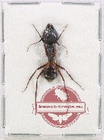 Camponotus sp. 3 (10 pcs)