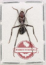 Formicidae sp. 86 (10 pcs)