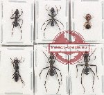 Scientific lot no. 33 Formicidae (6 pcs)